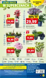 Gazetka promocyjna Lidl - GAZETKA - Gazetka - ważna od 01.07 do 01.07.2023 - strona 39 - produkty: Piwo, Chodnik, Mola