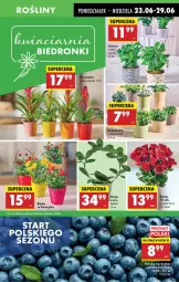 Gazetka promocyjna Biedronka - Od Poniedziałku - Gazetka - ważna od 28.06 do 28.06.2025 - strona 15 - produkty: Borówka, Kawa, Bromelia