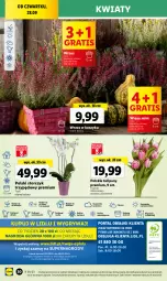 Gazetka promocyjna Lidl - GAZETKA - Gazetka - ważna od 30.09 do 30.09.2023 - strona 48 - produkty: Sok, Por, Gry, Gra, Tulipan, Cień, Kosz, O nas, Storczyk, Mola, Bukiet