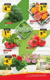 Gazetka promocyjna Arhelan - Gazetka - ważna od 28.04 do 28.04.2024 - strona 12 - produkty: Gra, Surf, Rzodkiewka
