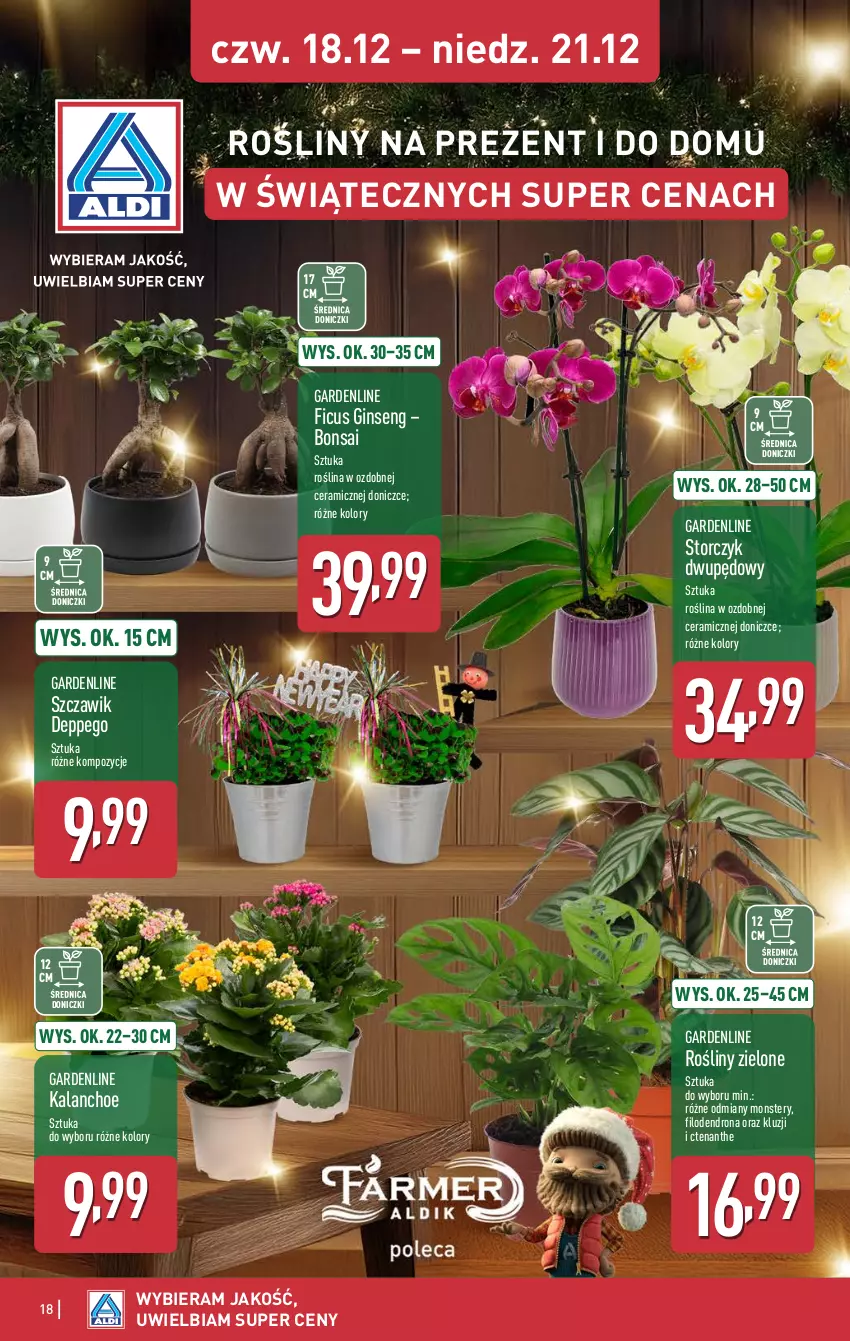 Gazetka promocyjna Aldi - Oferta weekendowa - ważna 18.12 do 21.12.2025 - strona 18 - produkty: Gin, Kalanchoe, Storczyk
