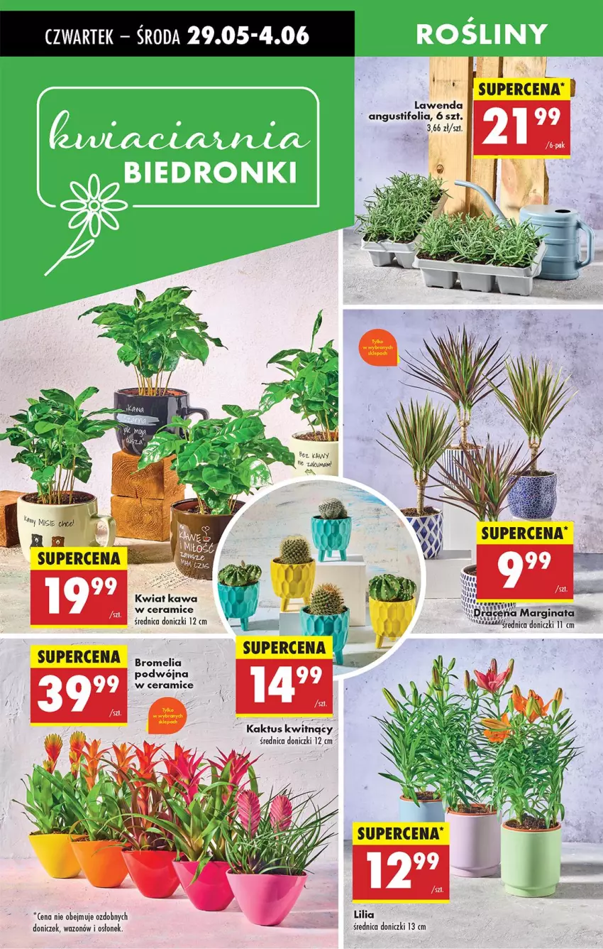 Gazetka promocyjna Biedronka - Od Czwartku - ważna 29.05 do 04.06.2025 - strona 60 - produkty: Kaktus, Kawa, Rama, Wazon