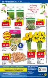 Gazetka promocyjna Lidl - GAZETKA - Gazetka - ważna od 17.03 do 17.03.2021 - strona 63 - produkty: Cebula, Por, Gry, Tulipan, Portal, Bukiet, Fa