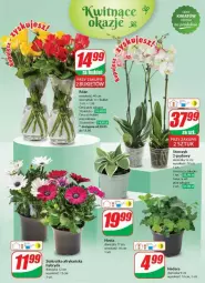 Gazetka promocyjna Dino - Gazetka - ważna od 14.05 do 14.05.2024 - strona 51 - produkty: Sok, Storczyk, Bukiet