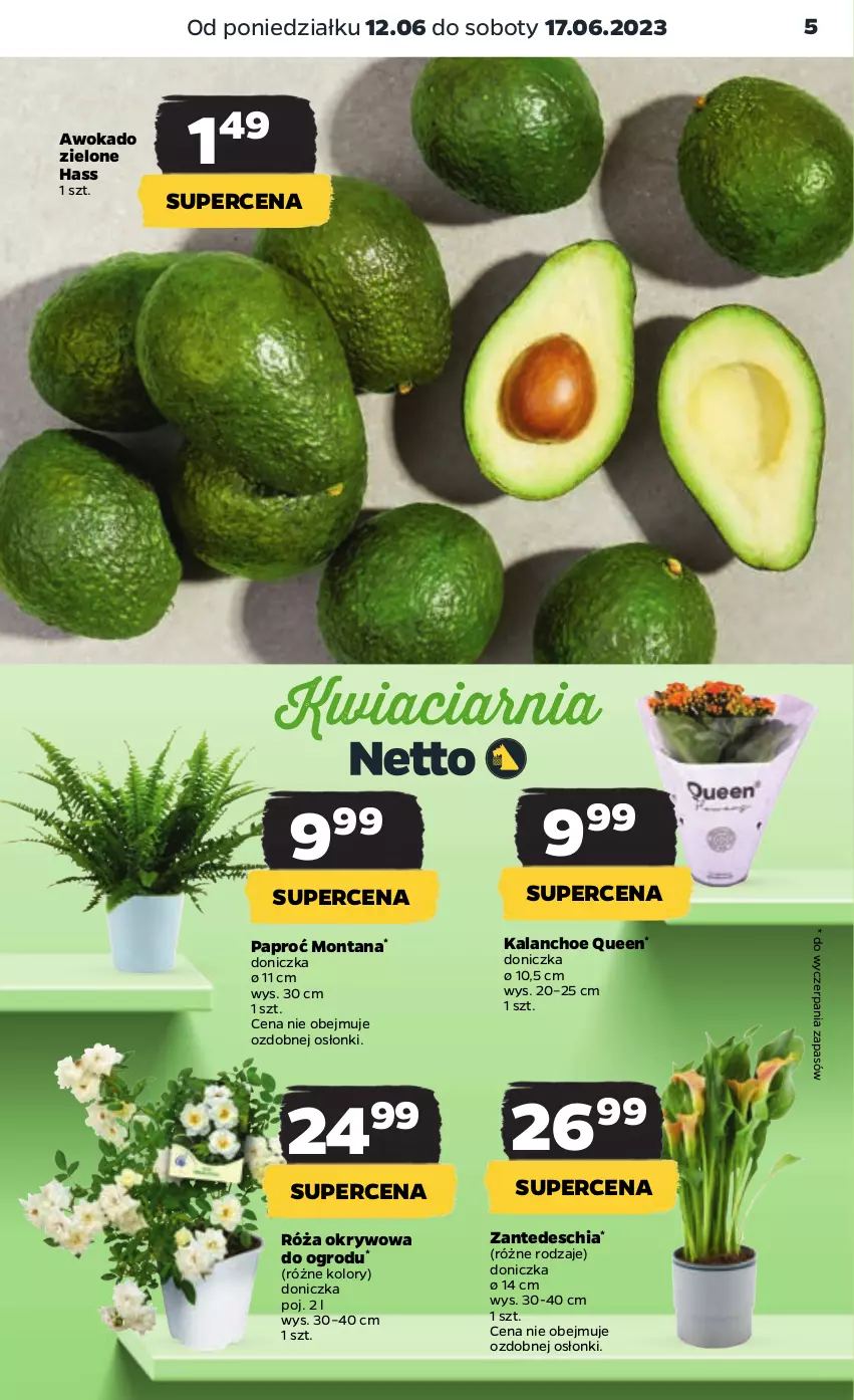 Gazetka promocyjna Netto - Artykuły spożywcze - ważna 12.06 do 17.06.2023 - strona 5 - produkty: Chia, Kalanchoe, Róża