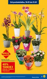 Gazetka promocyjna Lidl - GAZETKA - Gazetka - ważna od 21.01 do 21.01.2026 - strona 21 - produkty: Kalanchoe, Storczyk