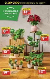 Gazetka promocyjna Biedronka - Od Poniedziałku - Gazetka - ważna od 07.09 do 07.09.2024 - strona 27 - produkty: Sok, Velvet