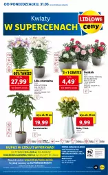 Gazetka promocyjna Lidl - GAZETKA - Gazetka - ważna od 02.06 do 02.06.2021 - strona 63 - produkty: Gry, Gra, Cień, Mola, Bukiet