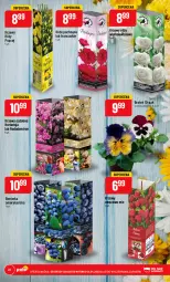 Gazetka promocyjna PoloMarket - Gazetka pomocyjna - Gazetka - ważna od 04.04 do 04.04.2023 - strona 22 - produkty: Borówka, Borówka amerykańska, , LG