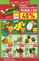 Gazetka promocyjna Aldi - Pełna oferta - Gazetka - ważna od 17.01 do 17.01.2027 - strona 24 - produkty: Warzywa, Hiacynt, Tulipan, Zioła w doniczce, Warzywa i owoce, Cytryny, Kask, Kosz, Kiwi, Kalanchoe, Laur, Storczyk, Bukiet, Narcyz, Owoce