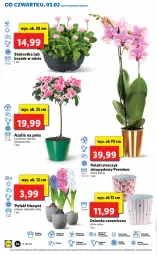 Gazetka promocyjna Lidl - GAZETKA - Gazetka - ważna od 05.02 do 05.02.2022 - strona 54 - produkty: Sok, Por, Hiacynt, Storczyk, Osłonka