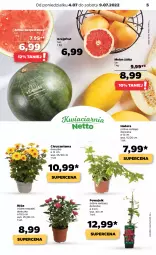 Gazetka promocyjna Netto - Artykuły spożywcze - Gazetka - ważna od 09.07 do 09.07.2022 - strona 5 - produkty: Róża, Chryzantema, Arbuz, Melon, Grejpfrut