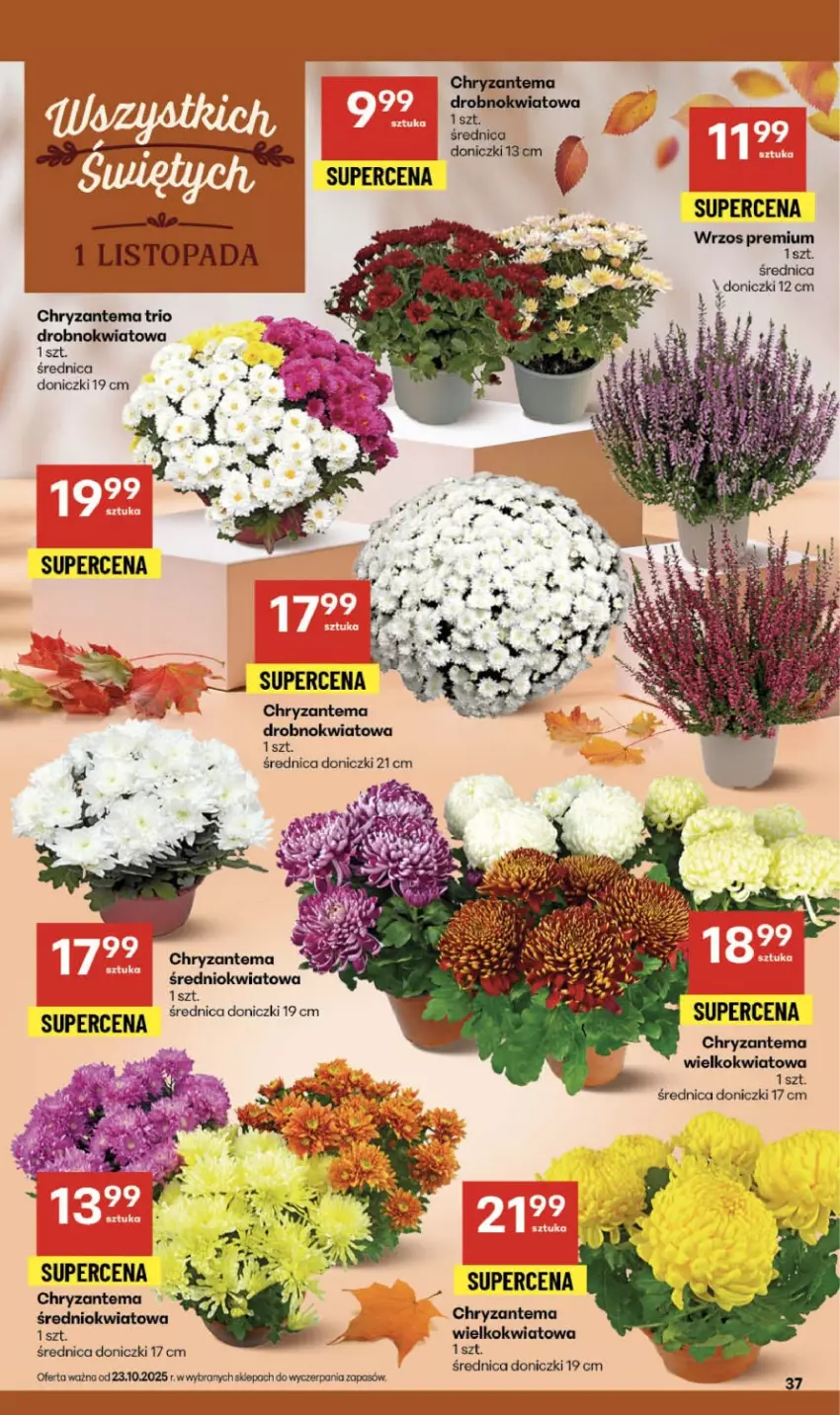 Gazetka promocyjna Delikatesy Centrum - Franczyza DC43 Czwartek - ważna 23.10 do 29.10.2025 - strona 37 - produkty: Chryzantema