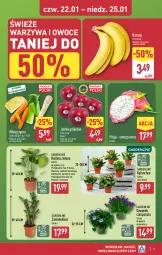 Gazetka promocyjna Aldi - Oferta weekendowa - Gazetka - ważna od 25.01 do 25.01.2026 - strona 7 - produkty: Campanula, Banany, Warzywa, NBA, Dzwonek, Warzywa i owoce, Chia, Kalanchoe, Tera, Owoce, Jabłka
