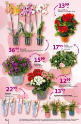 Gazetka promocyjna Auchan - Gazetka KORZYŚCI z kartą SKARBONKA Hipermarket Auchan - Gazetka - ważna od 08.02 do 08.02.2023 - strona 34 - produkty: Campanula, Sok, O nas, Kalanchoe, Storczyk, Bromelia