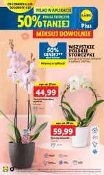 Gazetka promocyjna Lidl - GAZETKA - Gazetka - ważna od 04.03 do 04.03.2023 - strona 18 - produkty: Cień, Storczyk