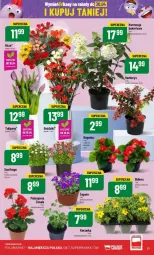 Gazetka promocyjna PoloMarket - Gazetka - ważna od 23.04 do 23.04.2024 - strona 20 - produkty: Tulipan, Bukiet