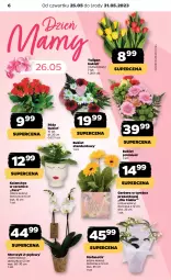 Gazetka promocyjna Netto - Artykuły spożywcze - Gazetka - ważna od 31.05 do 31.05.2023 - strona 6 - produkty: Gerber, Tulipan, Róża, Kalanchoe, Storczyk, Bukiet, Fa