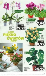Gazetka promocyjna Kaufland - Gazetka tygodnia - Gazetka - ważna od 07.11 do 07.11.2023 - strona 35 - produkty: Róża, Tera, Storczyk