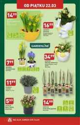 Gazetka promocyjna Aldi - Gazetka - ważna od 24.03 do 24.03.2024 - strona 7 - produkty: Sok, Hiacynt, Kalanchoe, Narcyz