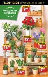 Gazetka promocyjna Biedronka - Od poniedzialku - Gazetka - ważna od 13.01 do 13.01.2024 - strona 16 - produkty: Hama, Sok, NBA, Hiacynt, Róża, Kaktus, Chia, Wazon, Sukulent