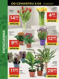Gazetka promocyjna Delikatesy Centrum - NOWA GAZETKA Delikatesy Centrum od 3 kwietnia! 3-9.04.2025 - Gazetka - ważna od 09.04 do 09.04.2025 - strona 15 - produkty: Rum, Tulipan, Kalanchoe, Bukiet