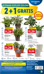 Gazetka promocyjna Lidl - GAZETKA - Gazetka - ważna od 04.01 do 04.01.2023 - strona 53 - produkty: Sok, NBA, Gry, Gra, Chia, Cień, O nas, Mola, Sukulent, Osłonka