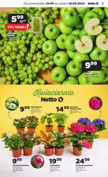 Gazetka promocyjna Netto - Od Poniedziałku - Gazetka - ważna od 18.05 do 18.05.2024 - strona 7 - produkty: Gra, Chryzantema, Kask, Tera, Wino