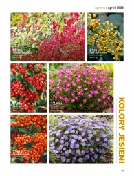 Gazetka promocyjna Castorama - Katalog Ogrody 2022 - Gazetka - ważna od 31.10 do 31.10.2022 - strona 171 - produkty: Hama, Róża, Ogród