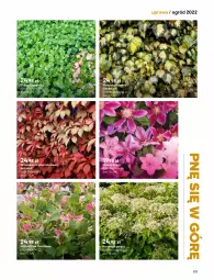 Gazetka promocyjna Castorama - Katalog Ogrody 2022 - Gazetka - ważna od 31.10 do 31.10.2022 - strona 173 - produkty: Wino, Ogród