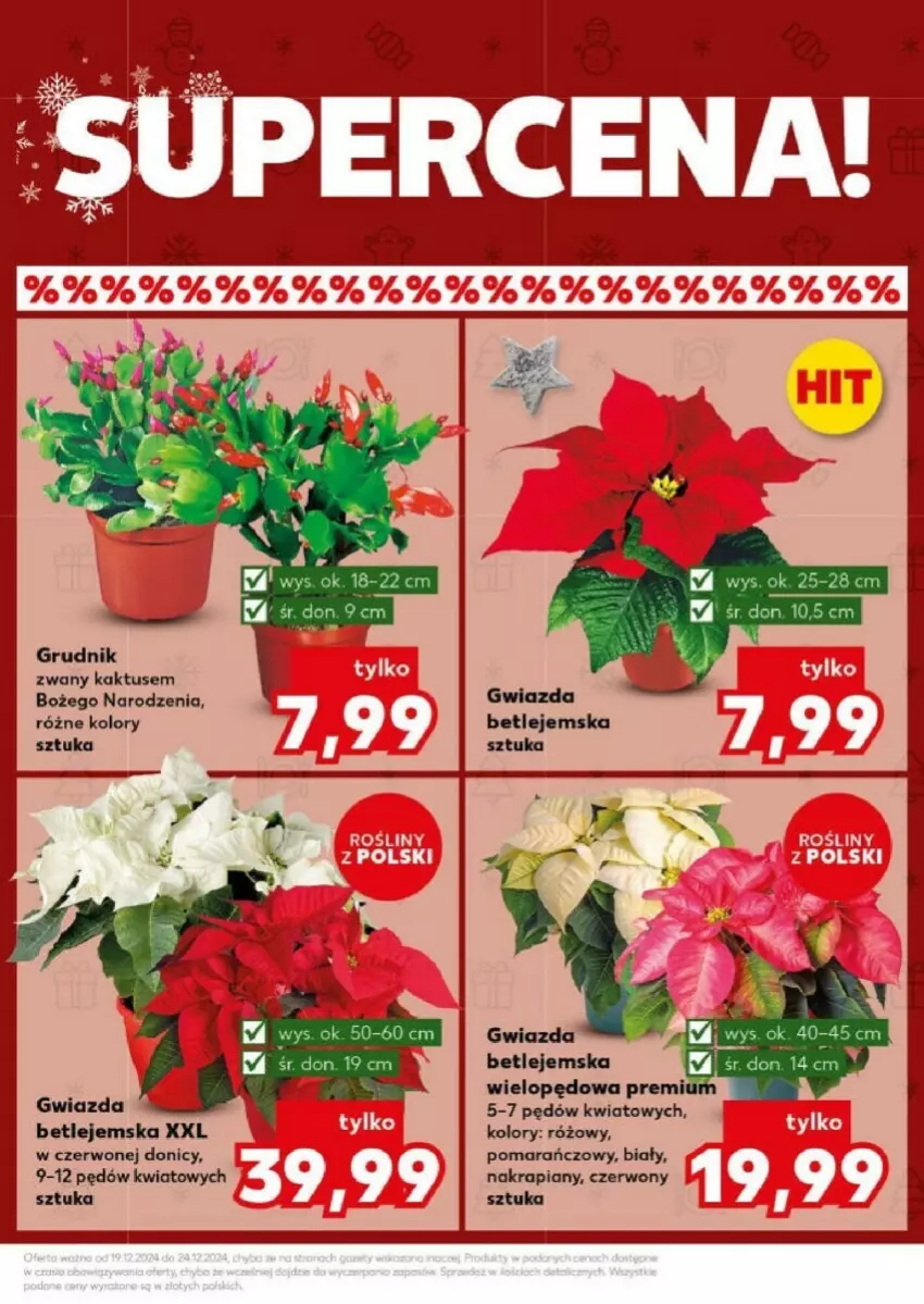 Gazetka promocyjna Kaufland - ważna 23.12 do 24.12.2024 - strona 7 - produkty: Gwiazda, Kaktus