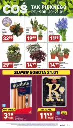 Gazetka promocyjna Aldi - Pełny katalog - Gazetka - ważna od 21.01 do 21.01.2023 - strona 17 - produkty: Krakus, Ser, Hiacynt, Kasztelan, Parówki, Parówki z szynki, Kaktus, Ser Kasztelan, Bukiet, Sukulent