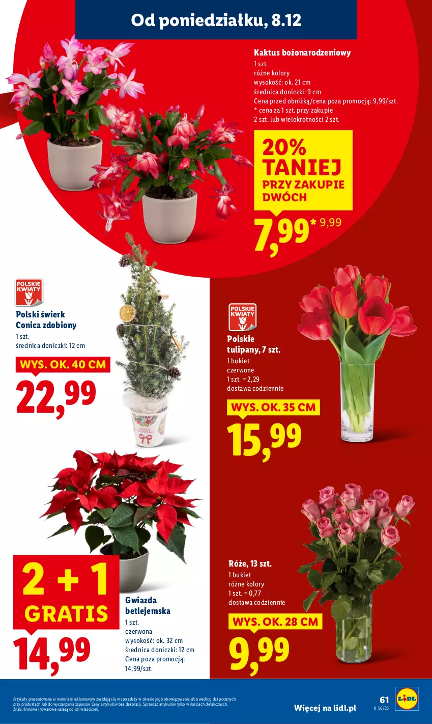 Gazetka promocyjna Lidl - GAZETKA - ważna 08.12 do 10.12.2025 - strona 69 - produkty: Bukiet, Gra, Gwiazda, Kaktus, Sok, Tulipan