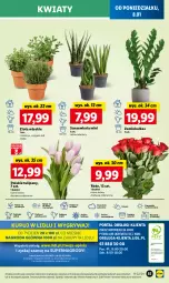 Gazetka promocyjna Lidl - GAZETKA - Gazetka - ważna od 10.01 do 10.01.2024 - strona 59 - produkty: Sok, Por, Gry, Tulipan, Cień, O nas, Mola, Bukiet, Mięta