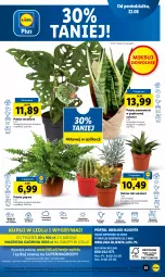 Gazetka promocyjna Lidl - GAZETKA - Gazetka - ważna od 24.08 do 24.08.2022 - strona 57 - produkty: Sok, Gry, Papier, Kaktus, Cień, O nas, Tera, Mola, Sukulent