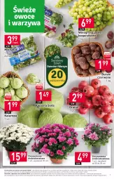 Gazetka promocyjna Stokrotka - Supermarket - Gazetka - ważna od 25.10 do 25.10.2023 - strona 9 - produkty: Warzywa, Sok, Gra, Chryzantema, Granat, Sałat, Winogrona, Buraki, Owoce, Wino, Mięso