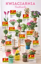 Gazetka promocyjna Biedronka - W tym tygodniu - Gazetka - ważna od 22.05 do 22.05.2021 - strona 15 - produkty: Sok, Tulipan, Chryzantema, Tera, , Storczyk, Figi, Fa