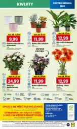 Gazetka promocyjna Lidl - GAZETKA - Gazetka - ważna od 21.08 do 21.08.2024 - strona 53 - produkty: Sok, Por, Gra, Gerber, Kaktus, Cień, O nas, Tera, Mola, Bukiet, Sukulent, Osłonka, Fa