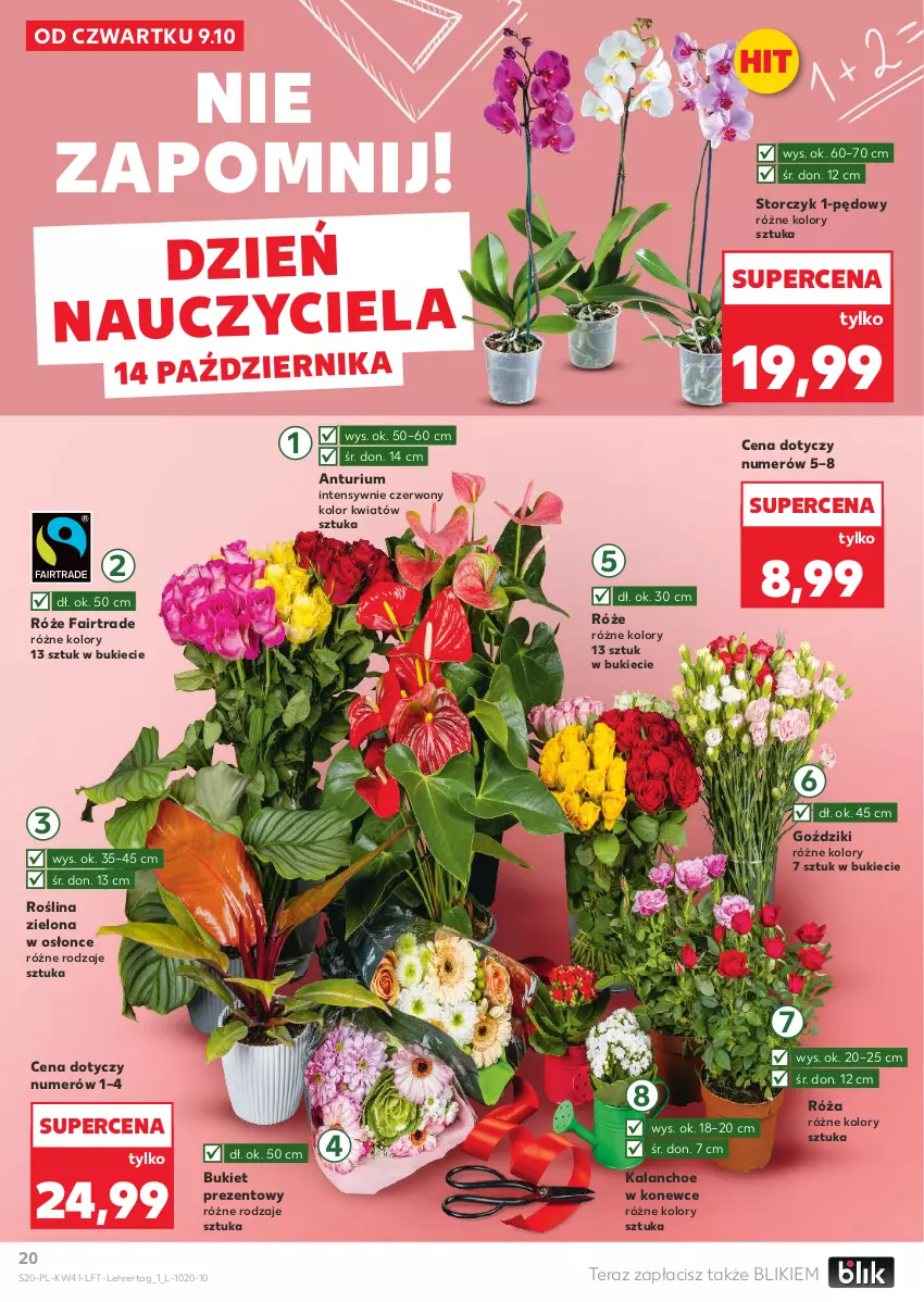 Gazetka promocyjna Kaufland - Gazetka tygodnia - ważna 09.10 do 15.10.2025 - strona 20 - produkty: Bukiet, Fa, Kalanchoe, Róża, Storczyk, Tera