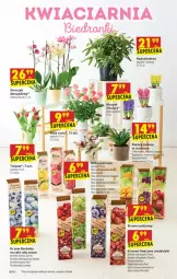 Gazetka promocyjna Biedronka - W tym tygodniu - Gazetka - ważna od 24.03 do 24.03.2021 - strona 60 - produkty: Hiacynt, Borówka, Borówka amerykańska, Tulipan, Róża, Wazon, , Storczyk, Fa