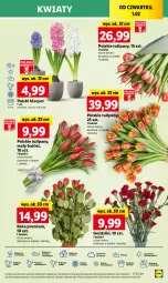 Gazetka promocyjna Lidl - GAZETKA - Gazetka - ważna od 03.02 do 03.02.2024 - strona 43 - produkty: Sok, Por, Hiacynt, Tulipan, Cień, O nas, Bukiet