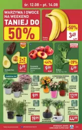 Gazetka promocyjna Aldi - Pełna oferta - Gazetka - ważna od 14.08 do 14.08.2026 - strona 35 - produkty: Warzywa, Gin, Chodnik, Warzywa i owoce, Karp, Kalanchoe, Owoce