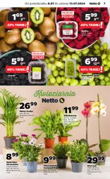 Gazetka promocyjna Netto - Od Poniedziałku - Gazetka - ważna od 13.07 do 13.07.2024 - strona 7 - produkty: NBA, Chryzantema, Chia, Kiwi, Palma, Storczyk, Wino