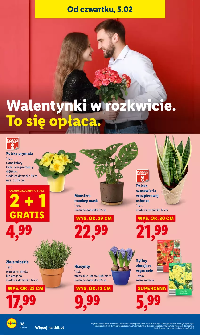 Gazetka promocyjna Lidl - GAZETKA - ważna 05.02 do 07.02.2026 - strona 40 - produkty: Gra, Hiacynt, Mięta, Papier, Prymula, Tera