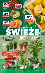 Gazetka promocyjna Netto - Od Poniedziałku - Gazetka - ważna od 07.12 do 07.12.2025 - strona 7 - produkty: Cyprysik, Poinsecja, Róża, Kiwi, Grejpfrut