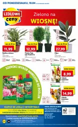 Gazetka promocyjna Lidl - GAZETKA - Gazetka - ważna od 21.04 do 21.04.2021 - strona 54 - produkty: Por, Gry, Cień, O nas, Mola