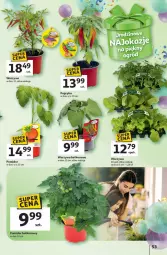 Gazetka promocyjna Auchan - Te URODZINY są NAJ Hipermarket - Gazetka - ważna od 21.05 do 21.05.2025 - strona 57 - produkty: Warzywa
