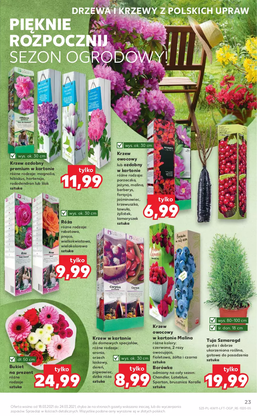 Gazetka promocyjna Kaufland - OFERTA TYGODNIA - ważna 18.03 do 24.03.2021 - strona 23 - produkty: Aronia, Borówka, Bukiet, Dereń, Dzika róża, Hibiskus, Pigwowiec, Por, Róża, Stek