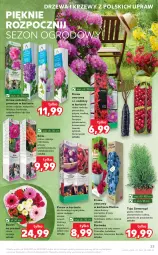 Gazetka promocyjna Kaufland - OFERTA TYGODNIA - Gazetka - ważna od 24.03 do 24.03.2021 - strona 23 - produkty: Por, Borówka, Pigwowiec, Hibiskus, Róża, Stek, , Dzika róża, Aronia, Bukiet, Dereń