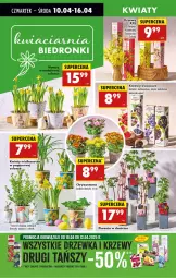 Gazetka promocyjna Biedronka - Od Czwartku - Gazetka - ważna od 16.04 do 16.04.2025 - strona 21 - produkty: Por, Borówka, Papier, Chryzantema, Stek, Wazon, Narcyz, Gres